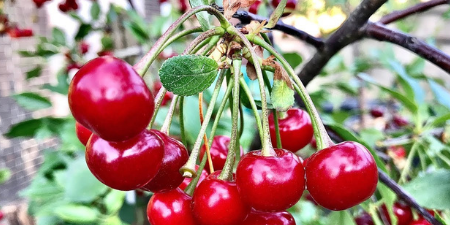 Cherry Picking Day Tour - Orange NSW - Brighton Coach -Group Coach and ...